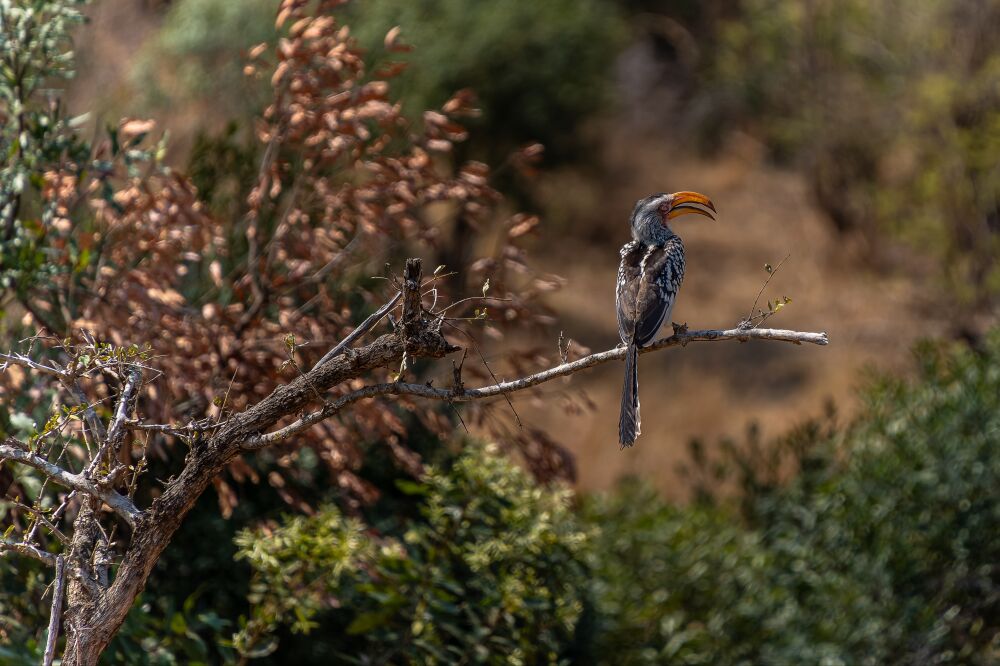 Hornbill in the African Savanna