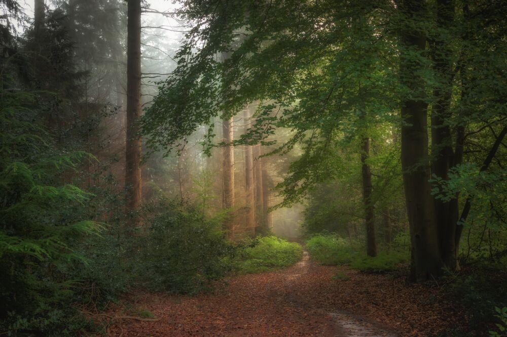 Ochtendwandeling in het bos