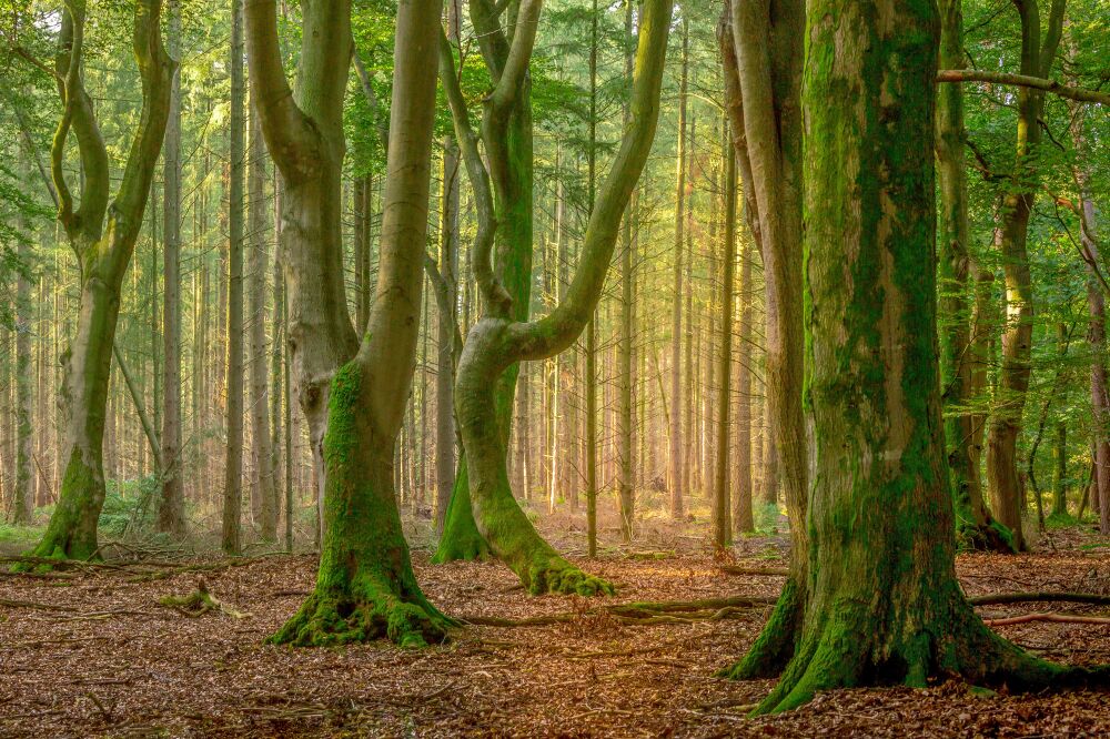 Dansende bomen in het Speulderbos