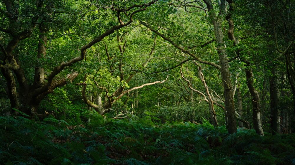 Doorkijkje in de bossen bij de Amsterdamse Waterleidingduinen