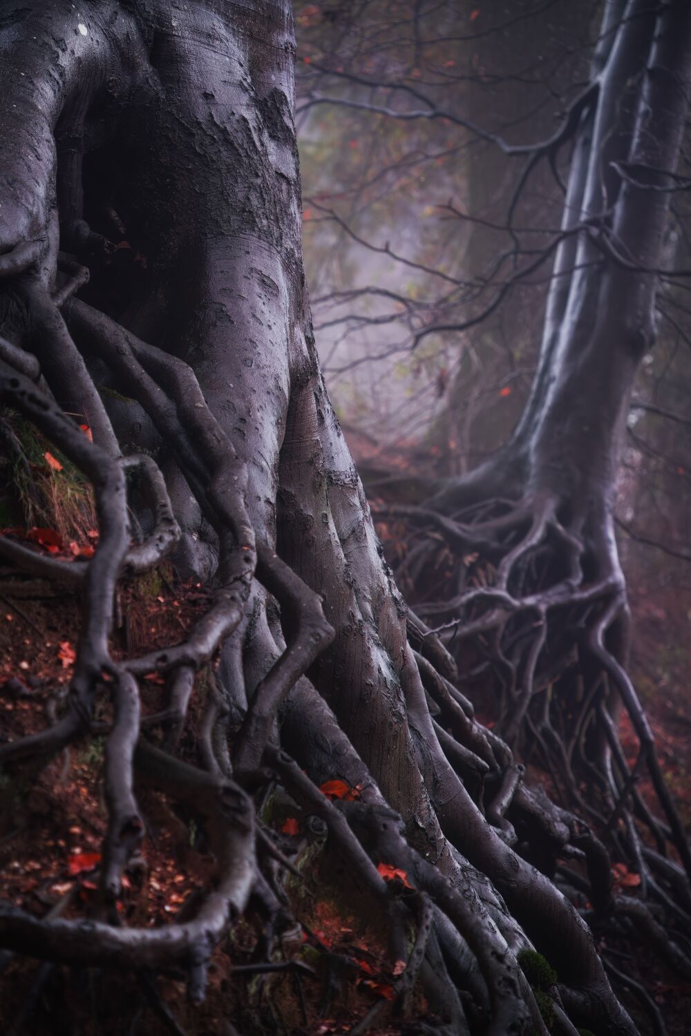 De Nederlandse bossen - Gelderland