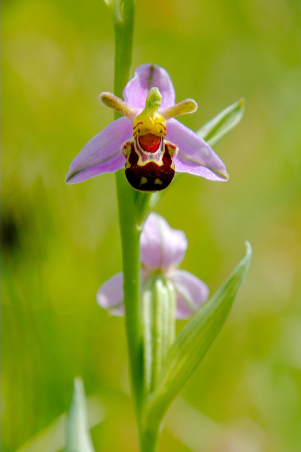 Bijenorchis op Texel