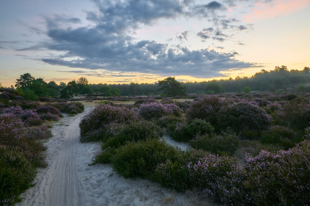 Zonsopkomst op bloeiende heide