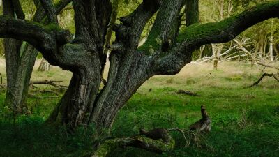 Boom in de Amsterdamse Waterleidingduinen