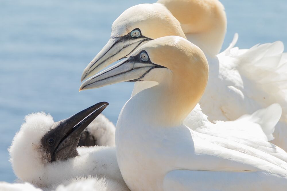 Family Northern Gannet