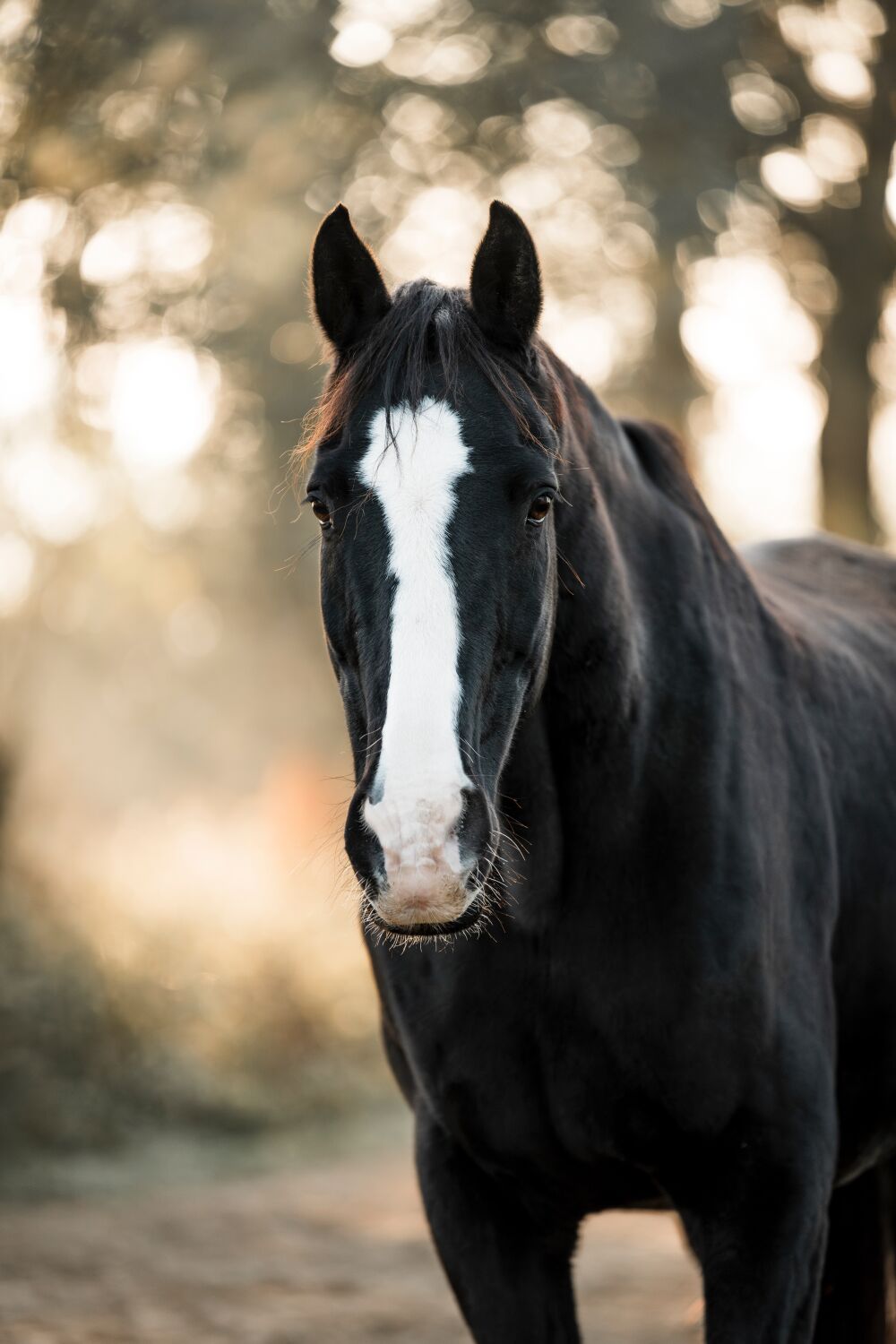 Die Eleganz des Schattens Schwarzes Pferd im sanften Waldlicht