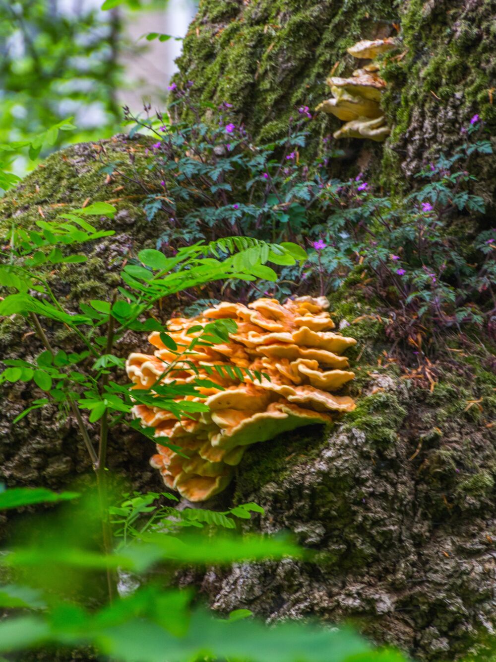 Natuurlijk samenwonen