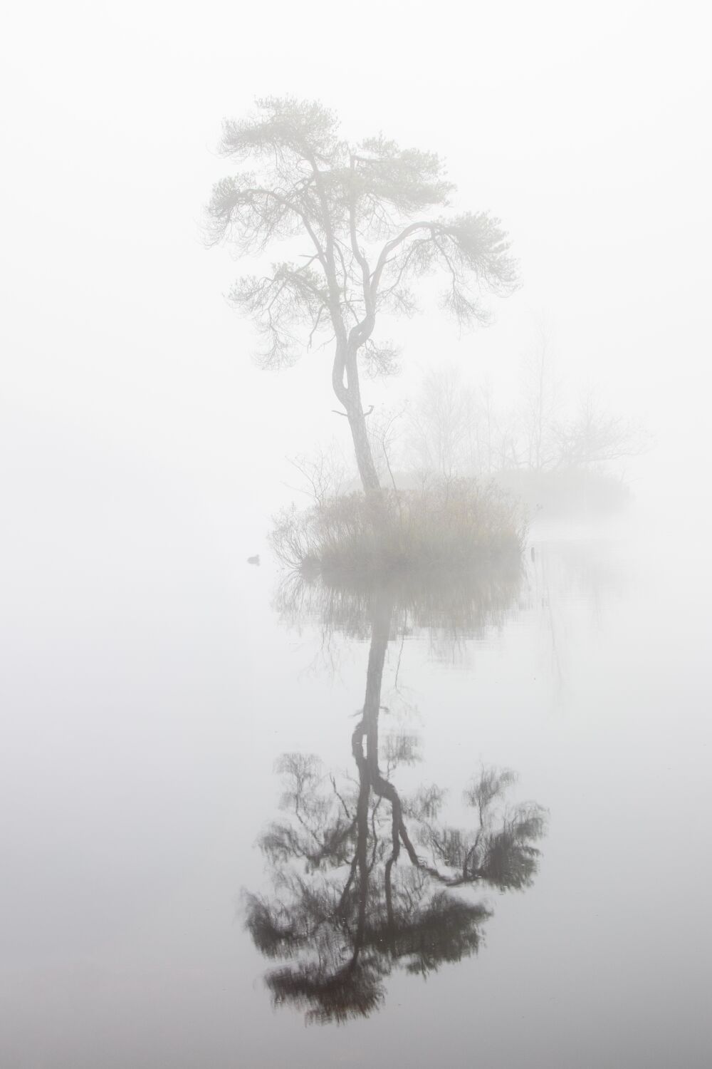 Reflection in the Oisterwijk fens