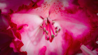 Roze rhododendron