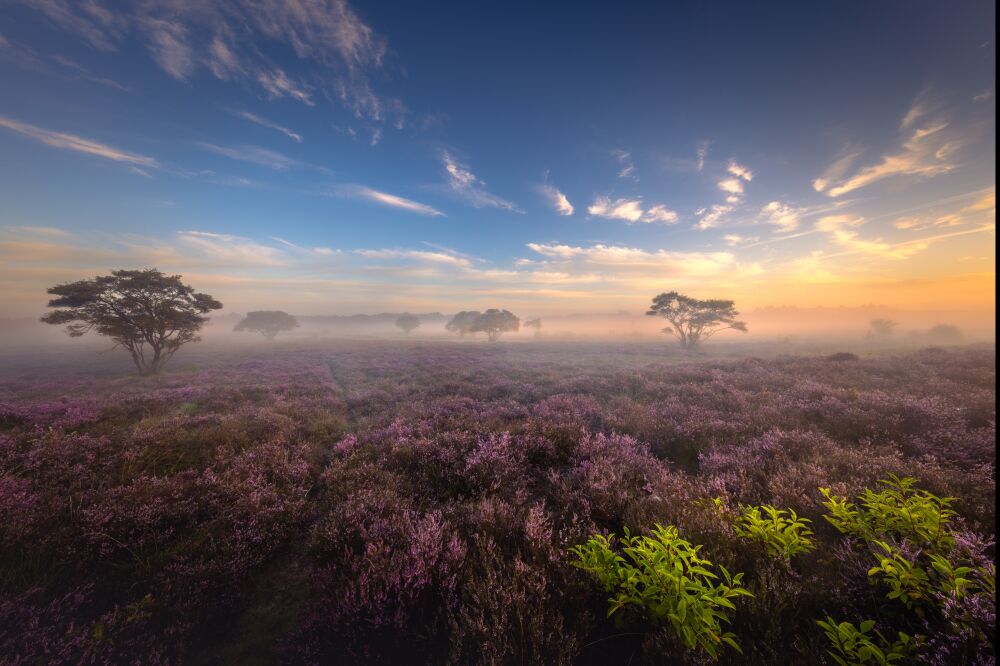 Bloeiende paarse heide bij zonsopkomst