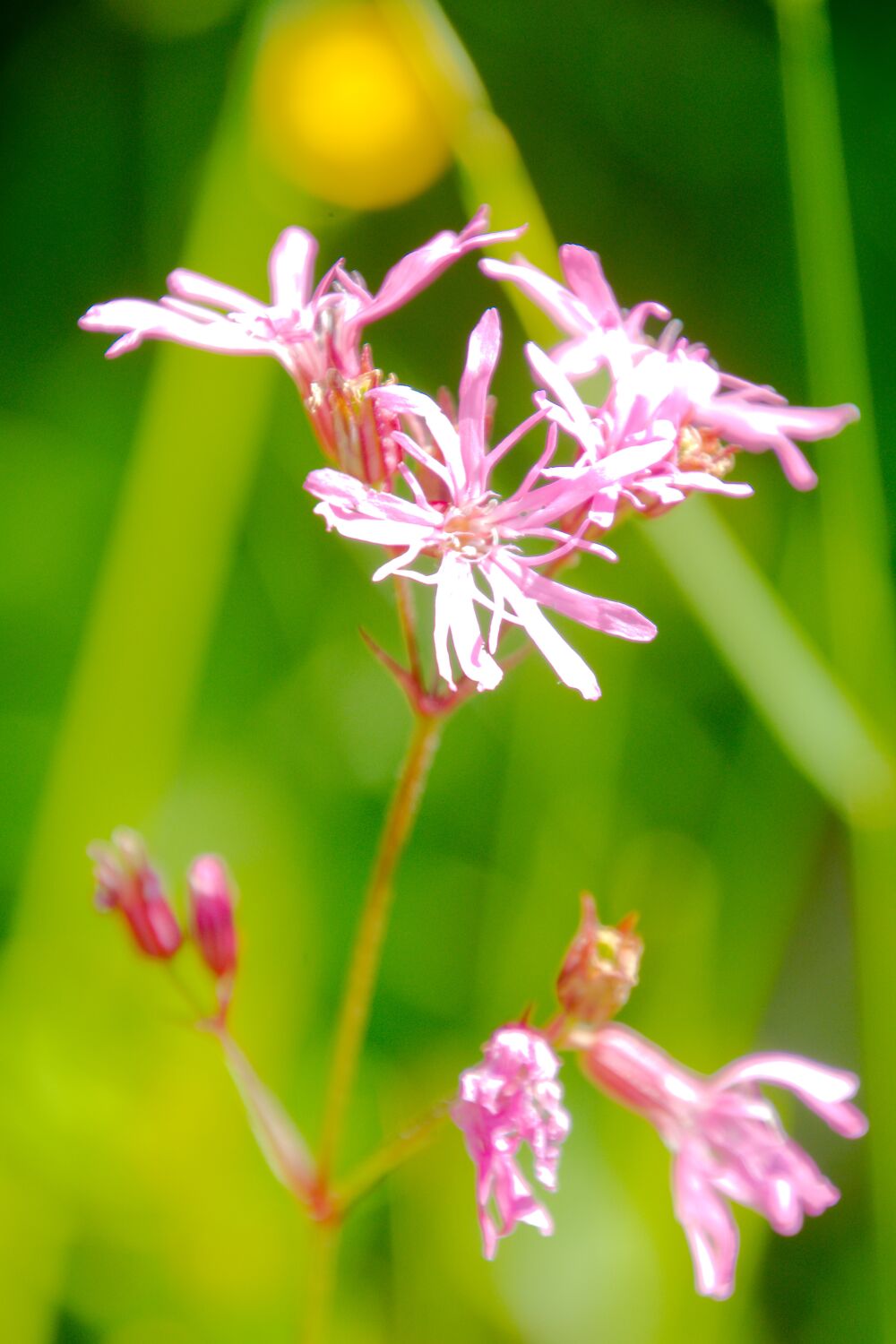 Koekoeksbloem