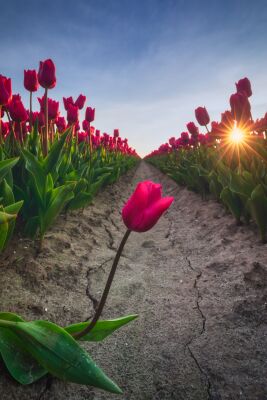 Eenzame tulp bij zonsondergang in een veld van rode, roze tulpen