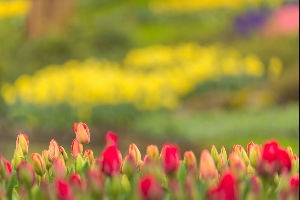 Een tuin met kleurrijke bloemen