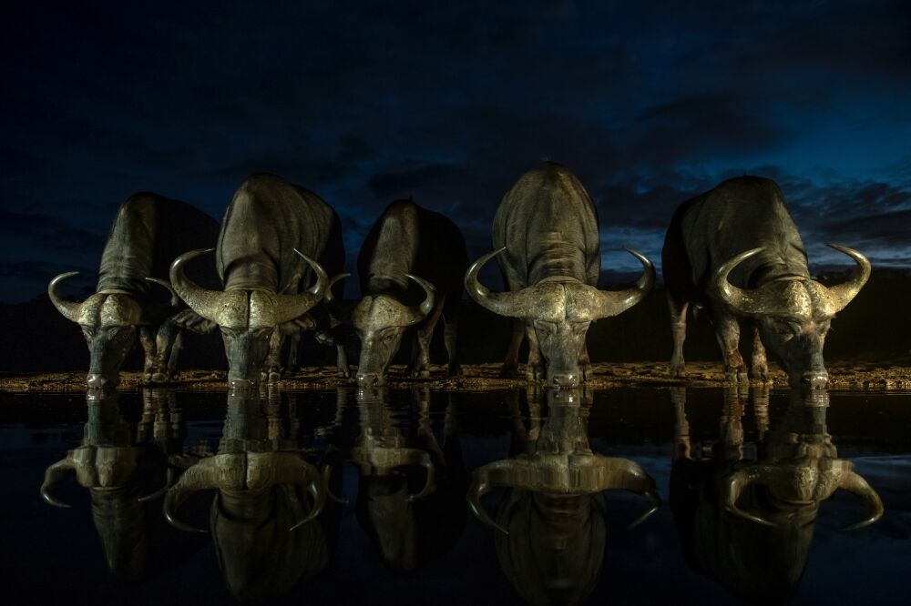 Buffalo with night reflection