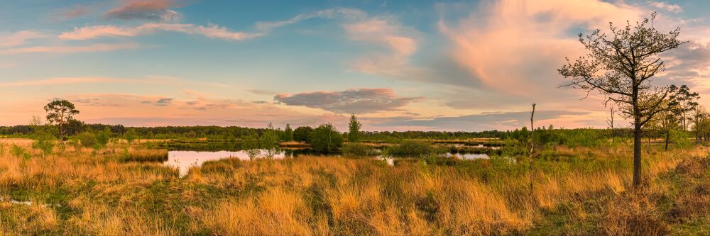 Dwingelderveld