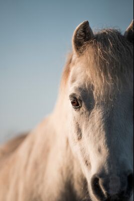 Soft Under the Sky Portrait of a White Horse in Natural Light