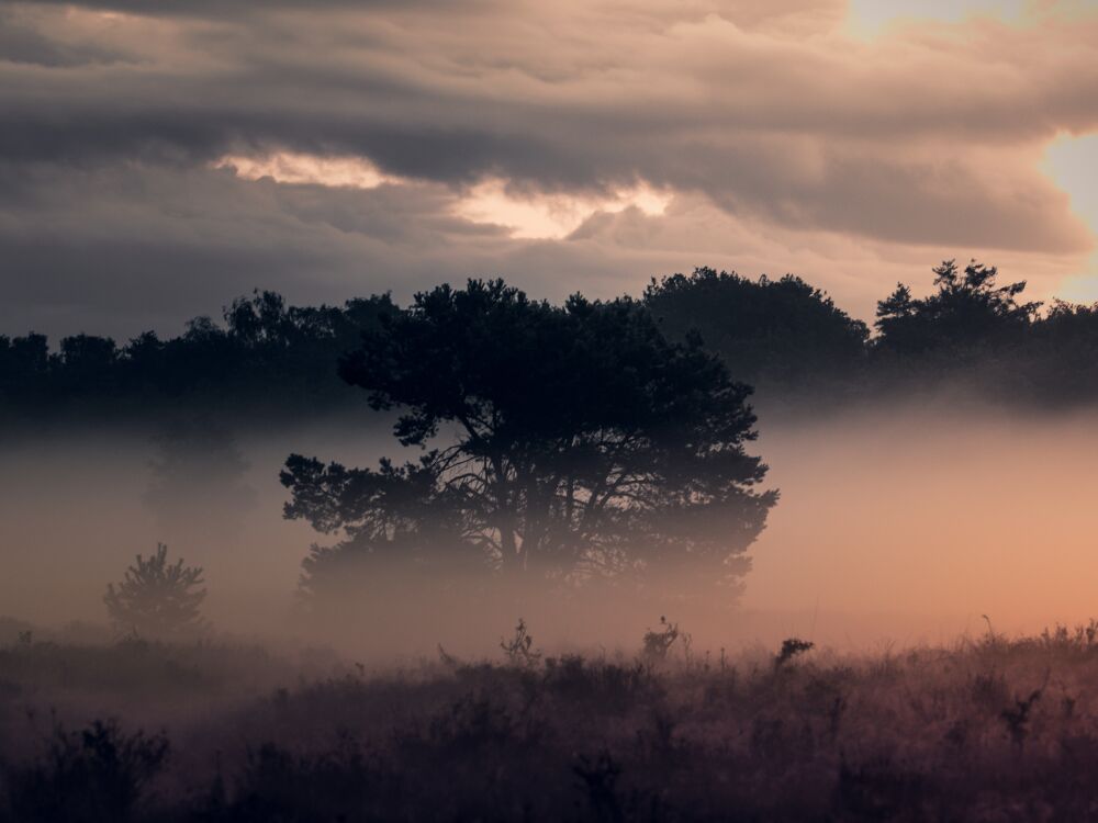 Bloeiende heide in de mist