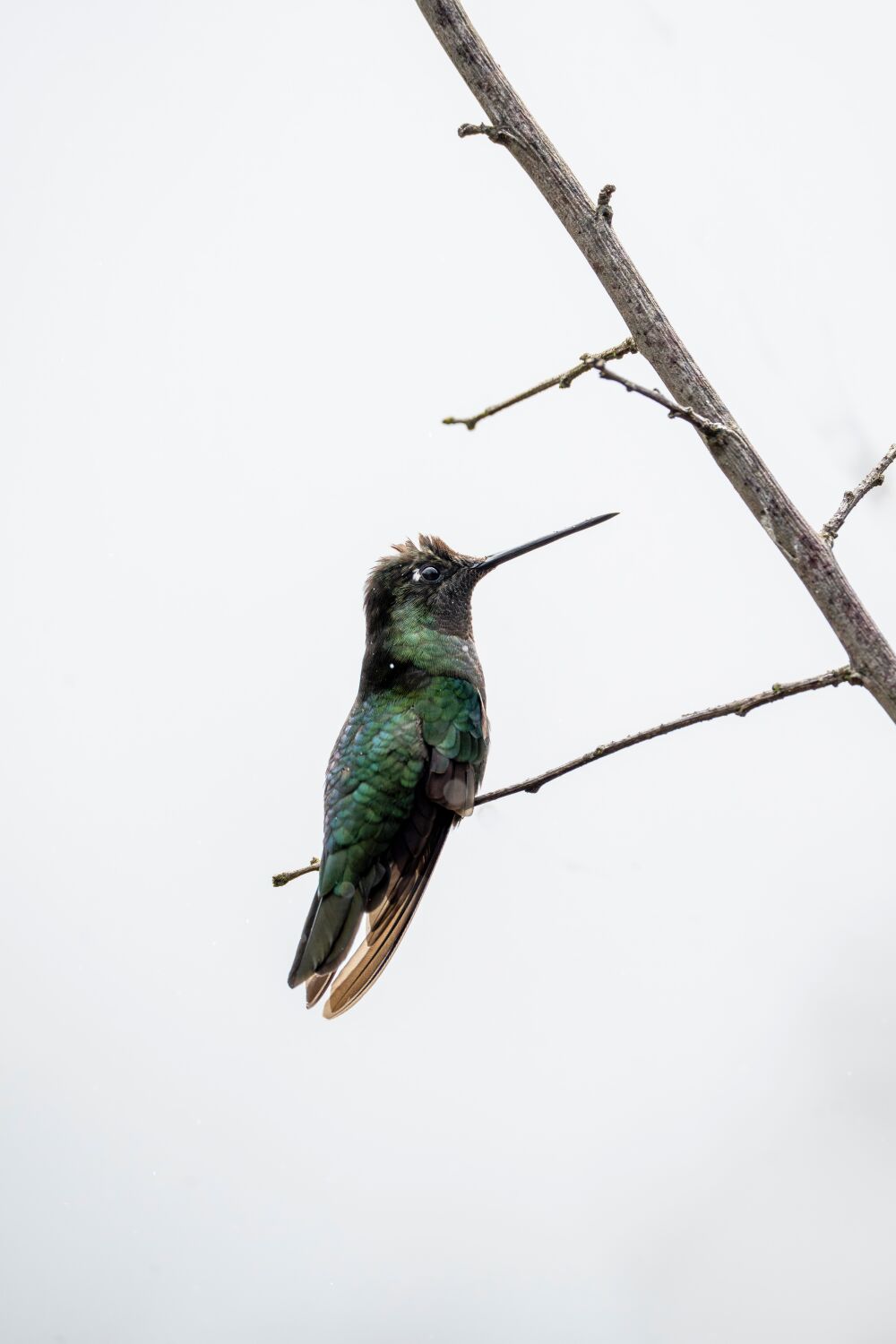 Anmut in der Stille Kolibri auf einem kahlen Ast