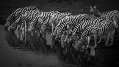 "Zebras Symmetry in the Wild"