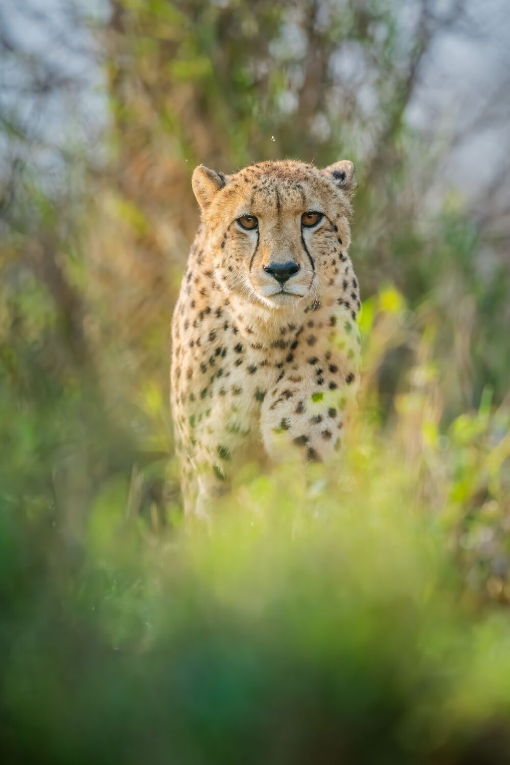 Wildlife in Perfecte Focus: Een Tijdloze Cheeta