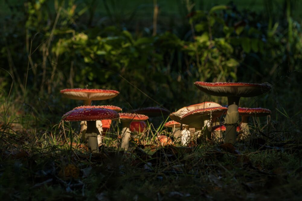 Vliegenzwammen in zonlicht