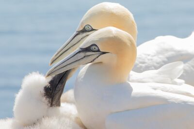 Gannets with young