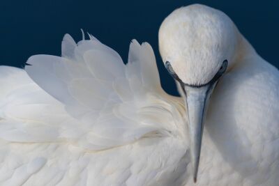 White feathers