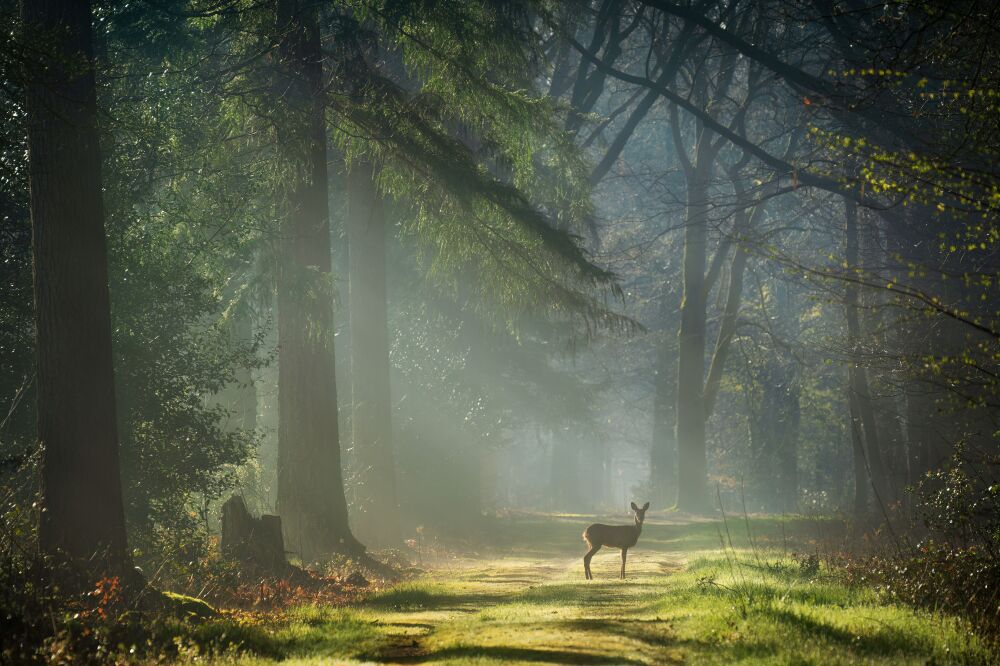 De Nederlandse bossen - Gelderland