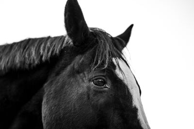 Trust in Detail Black and White Horse Portrait