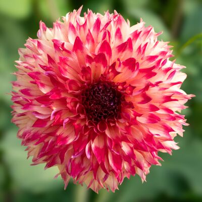 Dahlia in wit, roze en rood op groene achtergrond