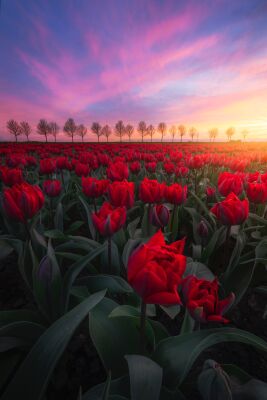 Rode tulpen in West-Friesland, zonsondergang