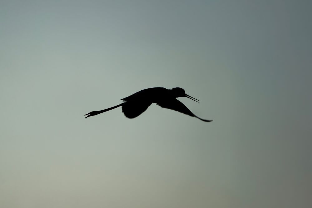 Schattenflug Silhouette eines Watvogels im Himmel