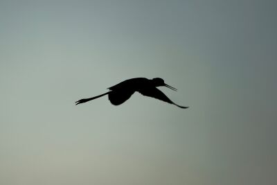 Shadowed Flight Silhouette of a Wader in the Sky