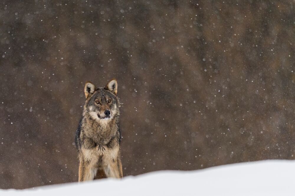 Wolf in the snow I