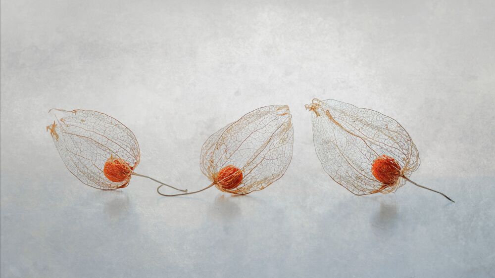 Physalis trio