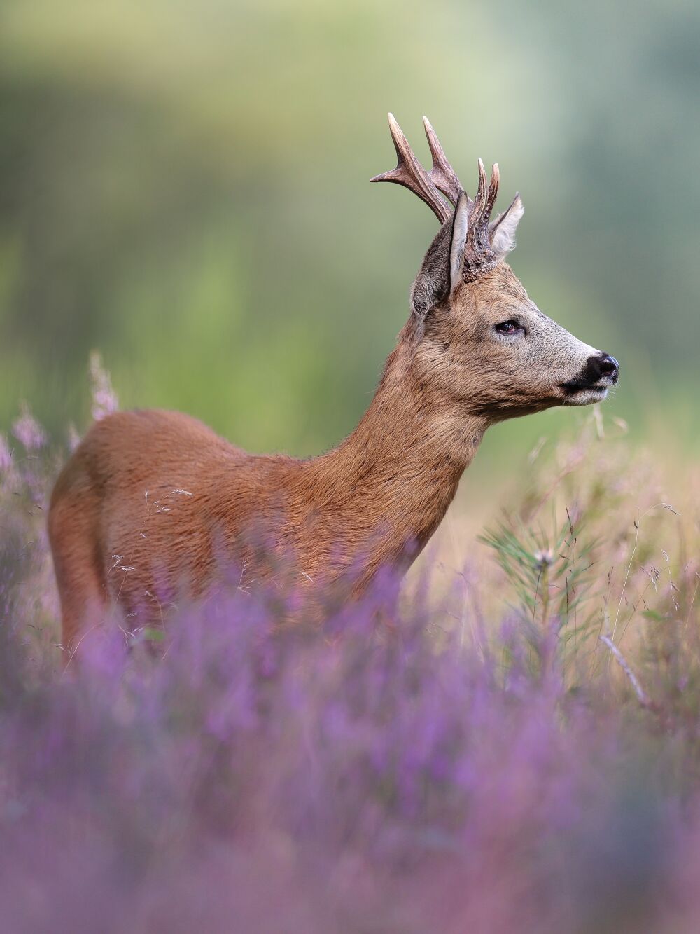 Wildlife_PG Deer on the purple