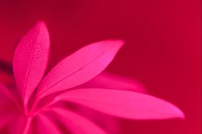 Macro roze plant