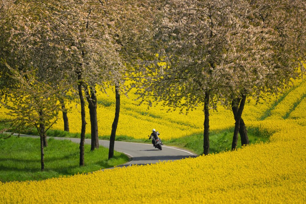 Bloemen - Koolzaal met motorrijder