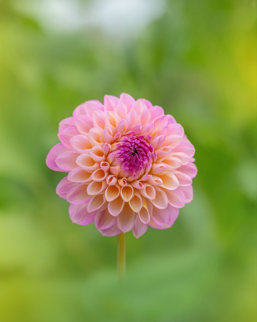 Stralende Roze Dahlia tussen het Groen