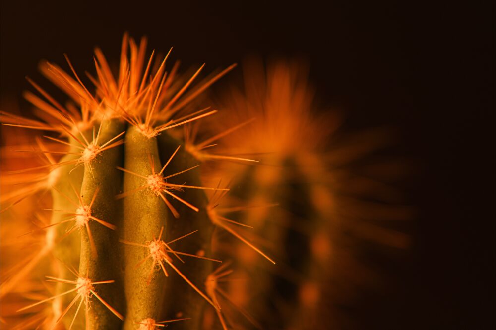 Cactus in close-up