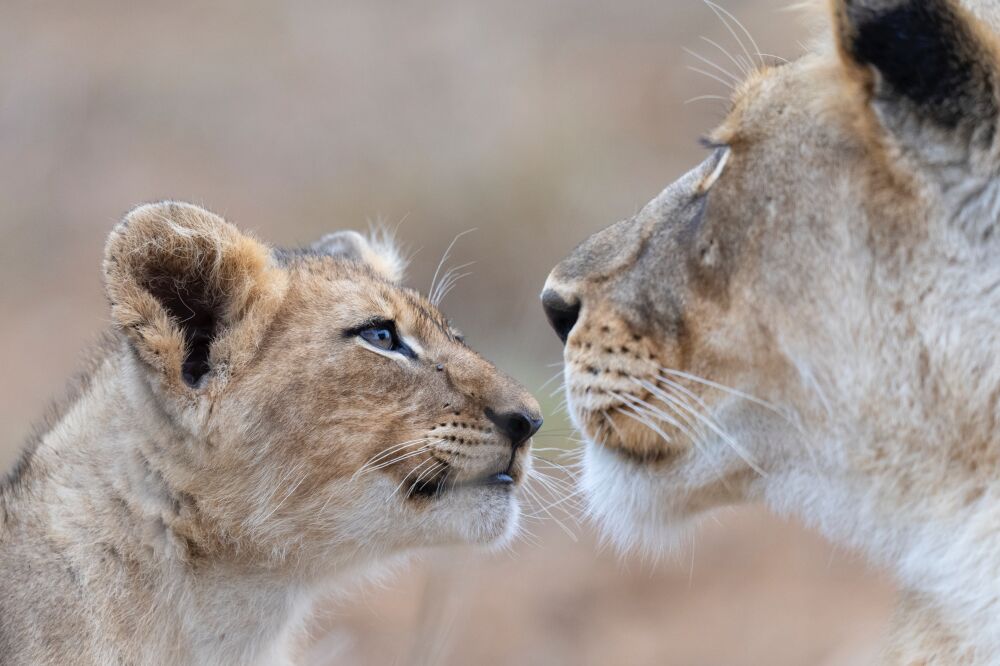 Lion cub love