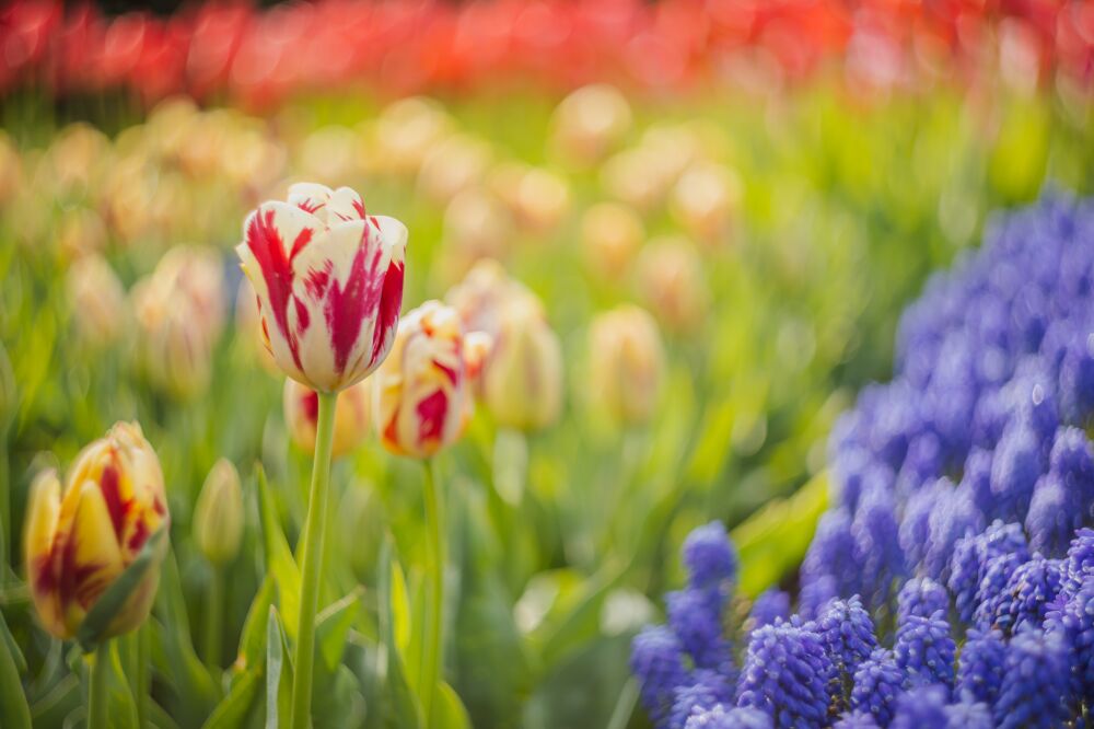 Tulpen in het voorjaar