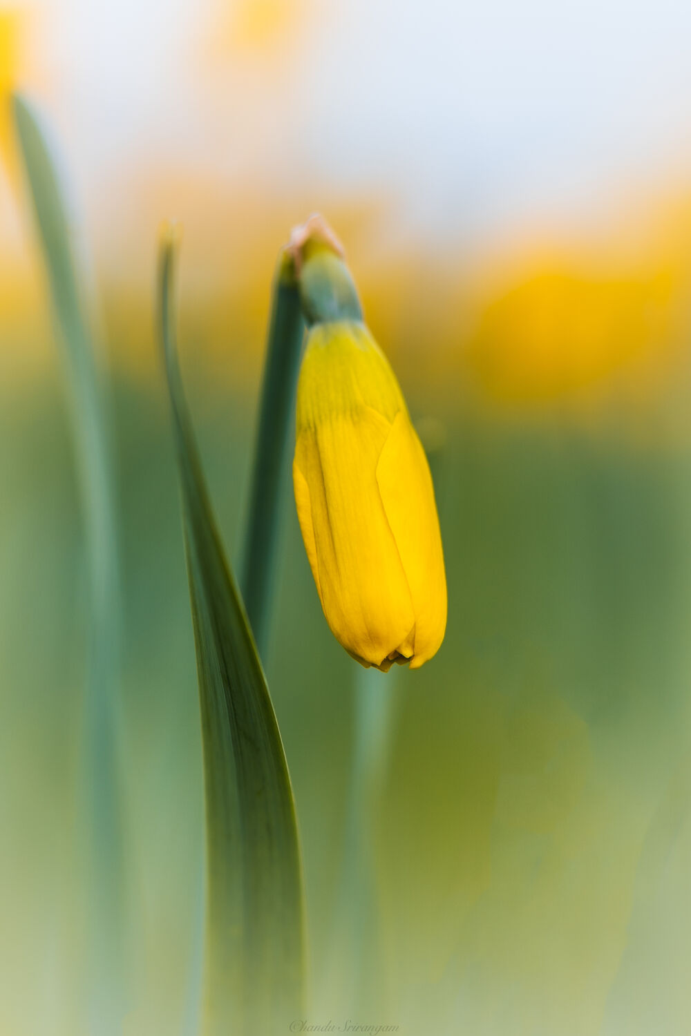 Narcis bokeh