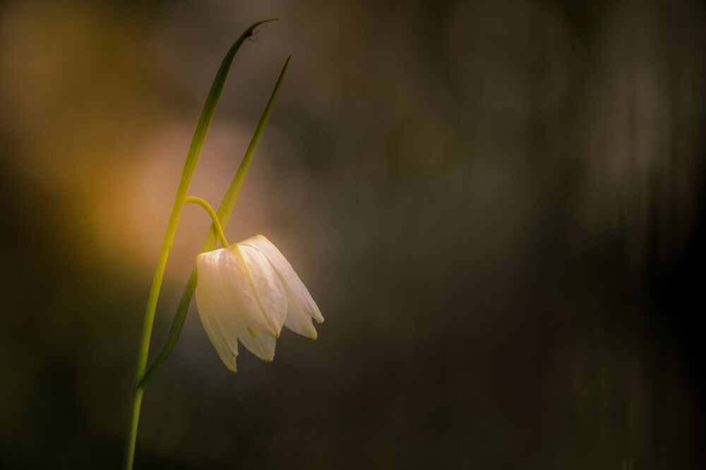 Kievitsbloem met een streepje licht