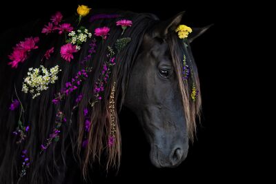 Flower Mare