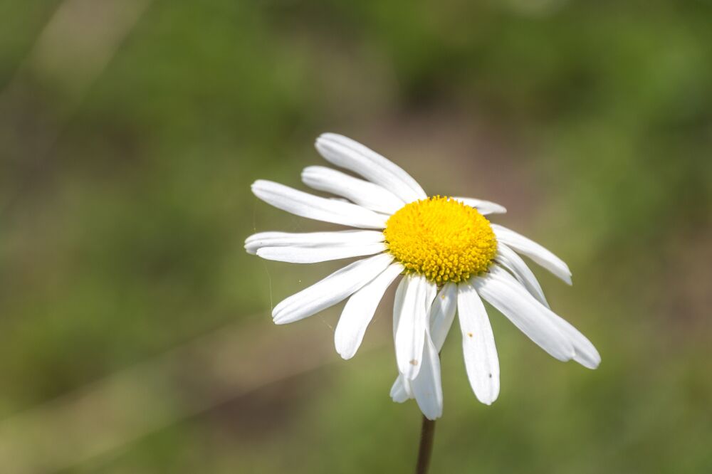 Wapperende blaadjes van de Margriet