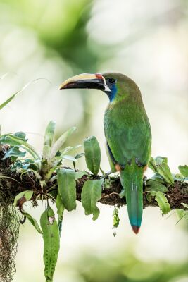 Kleurrijke Toekan Een Exotische Ontmoeting