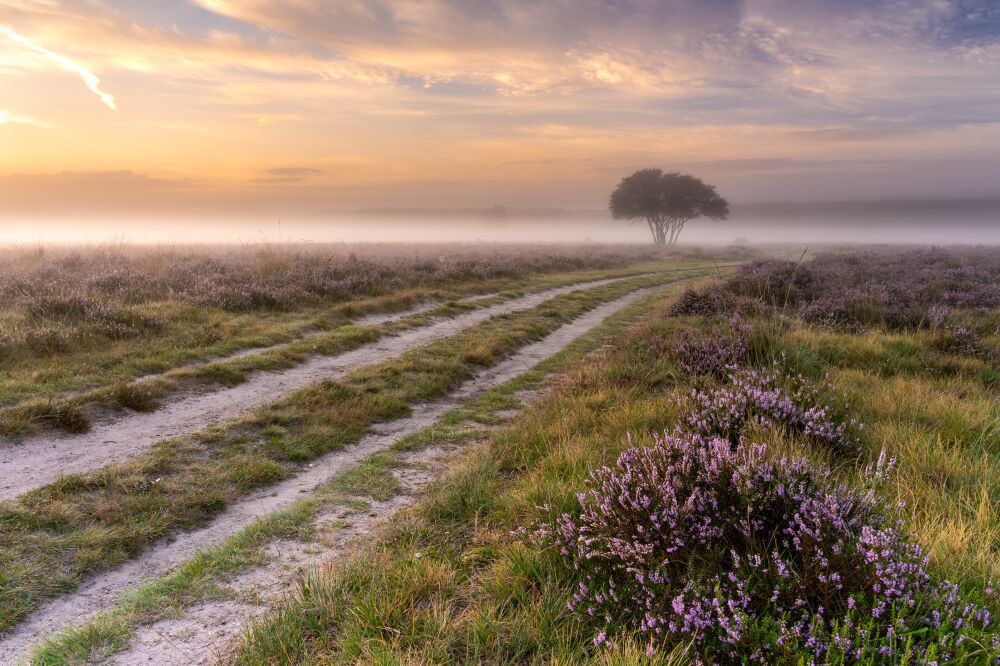 Bloeiende heide tijdens een mistige zonsopkomst