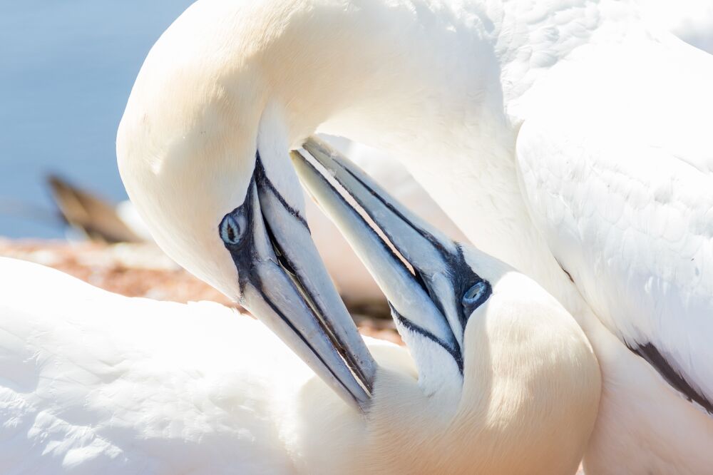 A pair of northern gannets