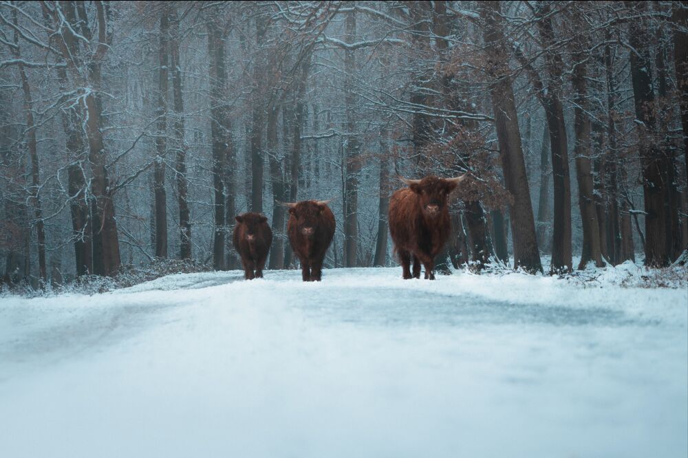 Highland Cows